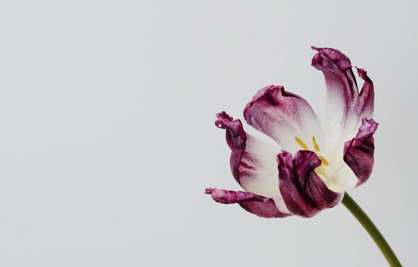 Фото обои цветок, фон, тюльпан, минимализм