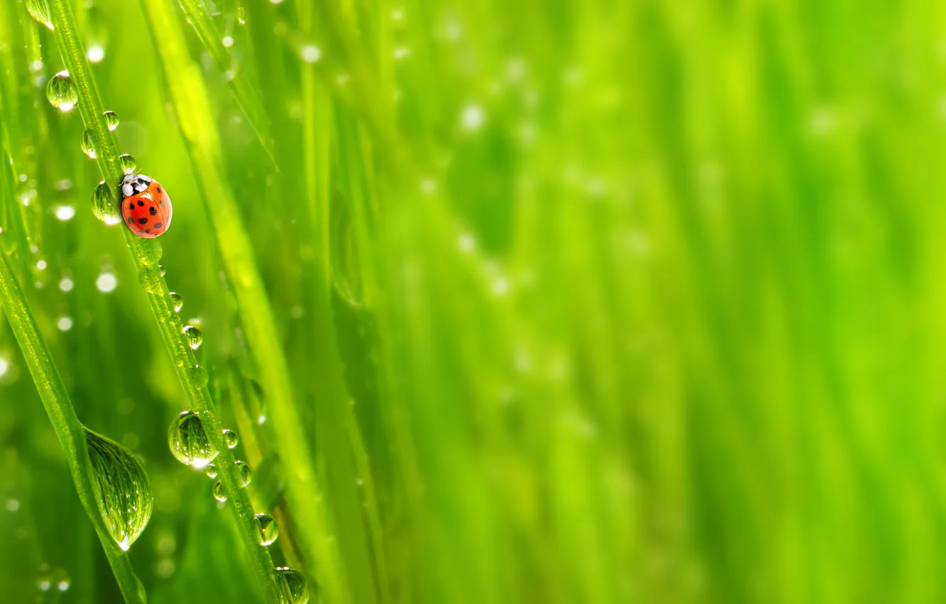 Фото обои зелень, трава, капли, макро, природа, роса, утро, nature