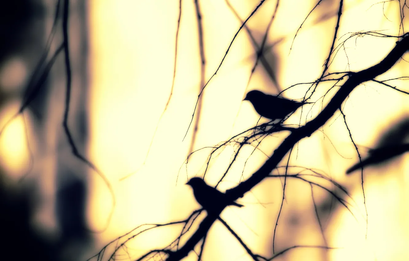 Фото обои ветки, ветви, солнечный свет, птицы природа