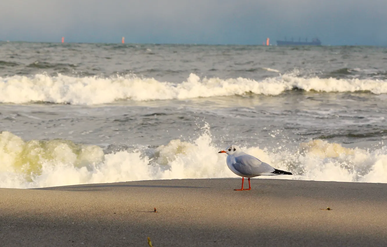 Фото обои ocean, bird, water, wave, seagull