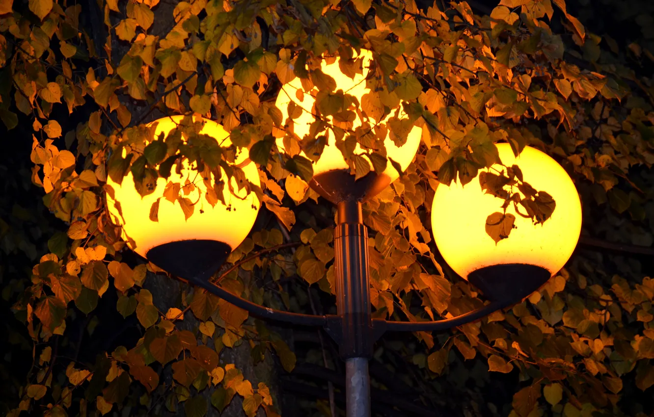 Фото обои свет, огни, жёлтый, листва, фонарь