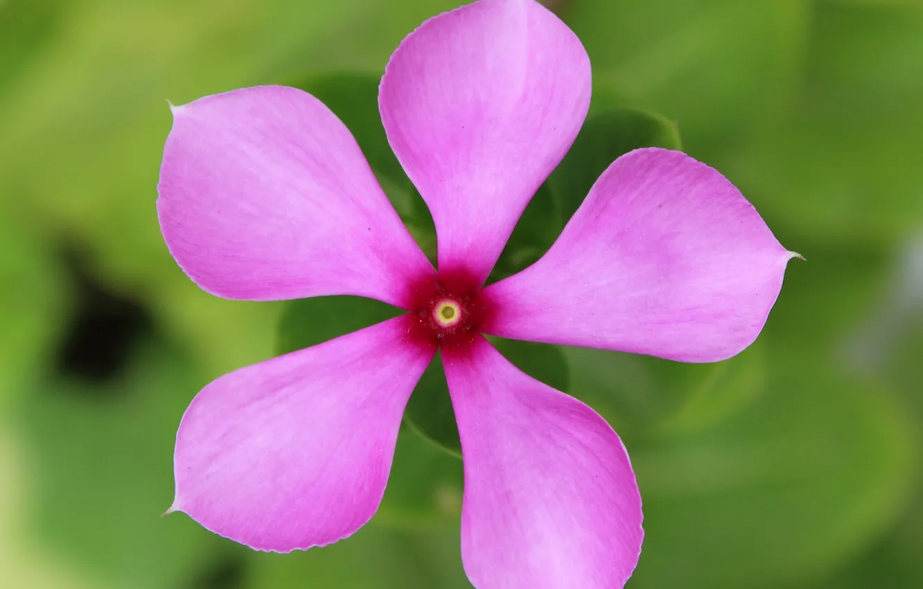 Фото обои цветок, природа, краски, лепестки, барвинок розовый
