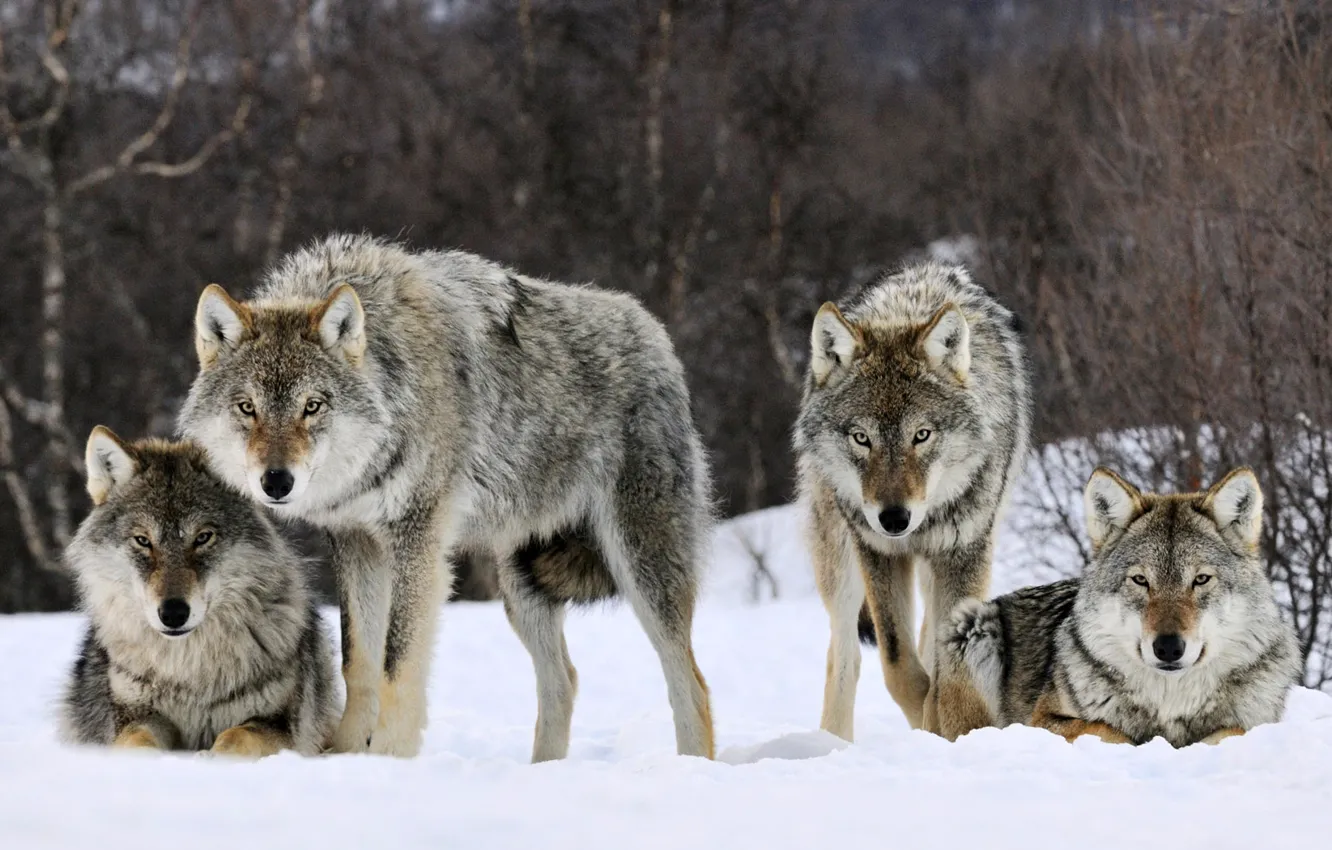 Фото обои зима, взгляд, снег, хищник, стая, волки, зверь