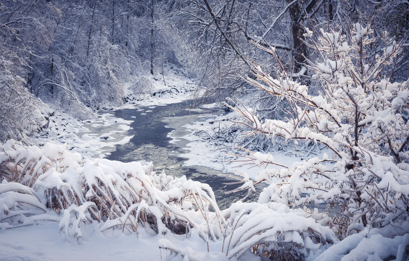 Фото обои зима, лес, снег, деревья, снежинки, nature, winter, snow