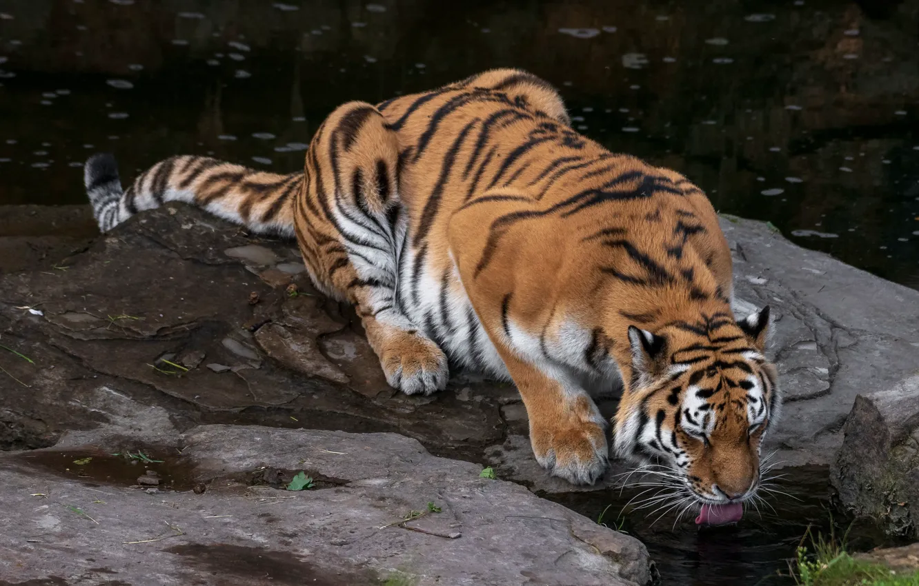 Фото обои animals, tiger, water, cat, rocks, predator, animal, cats