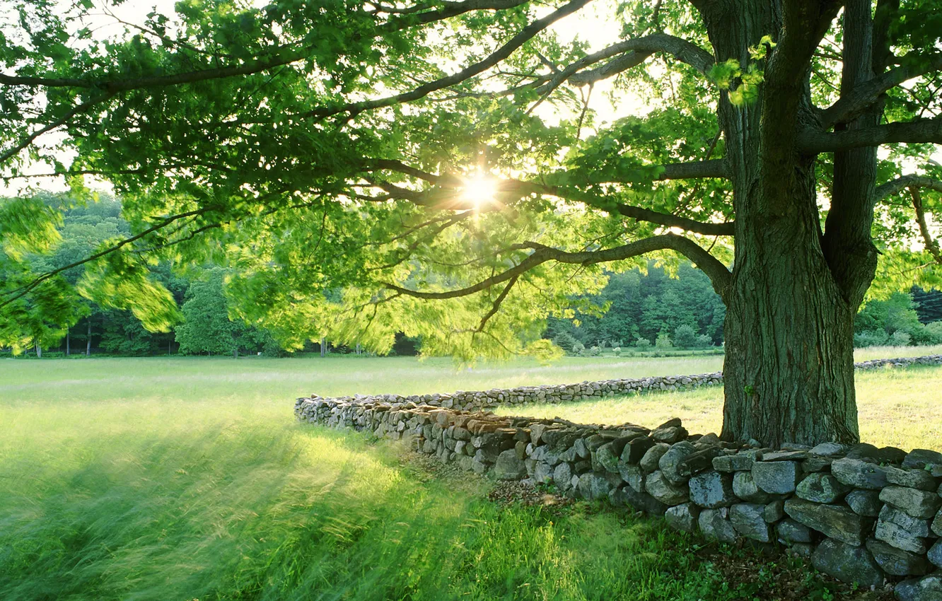 Фото обои трава, листья, солнце, свет, пейзаж, природа, камни, дерево