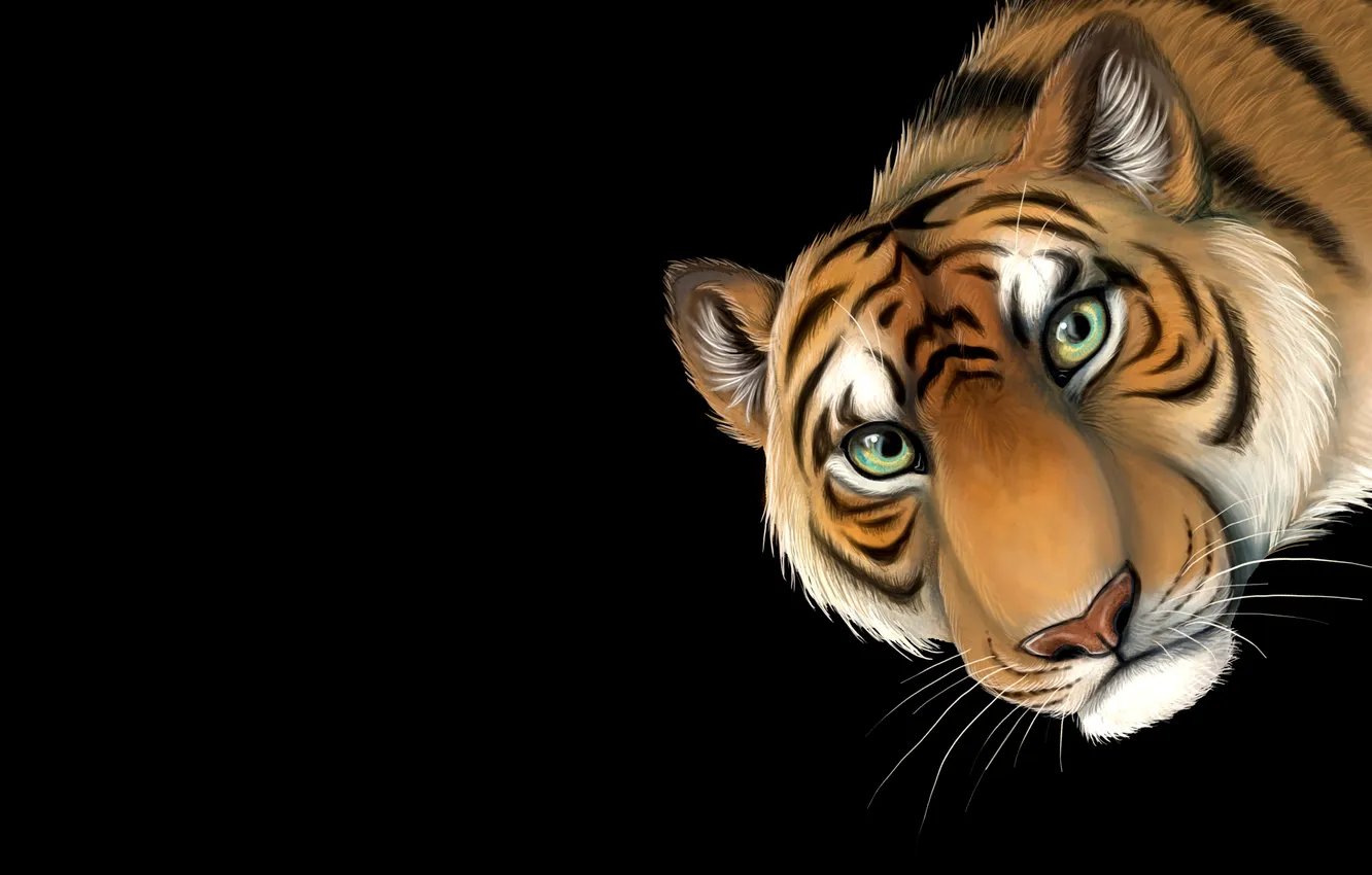Фото обои морда, тигр, минимализм, голова, tiger, усатый