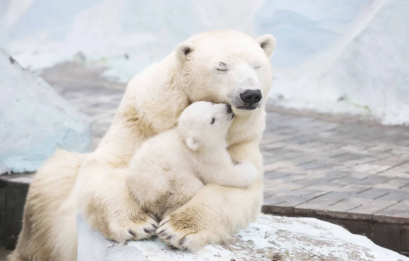 Фото обои белый, малыш, медведь, медвежонок, полярный