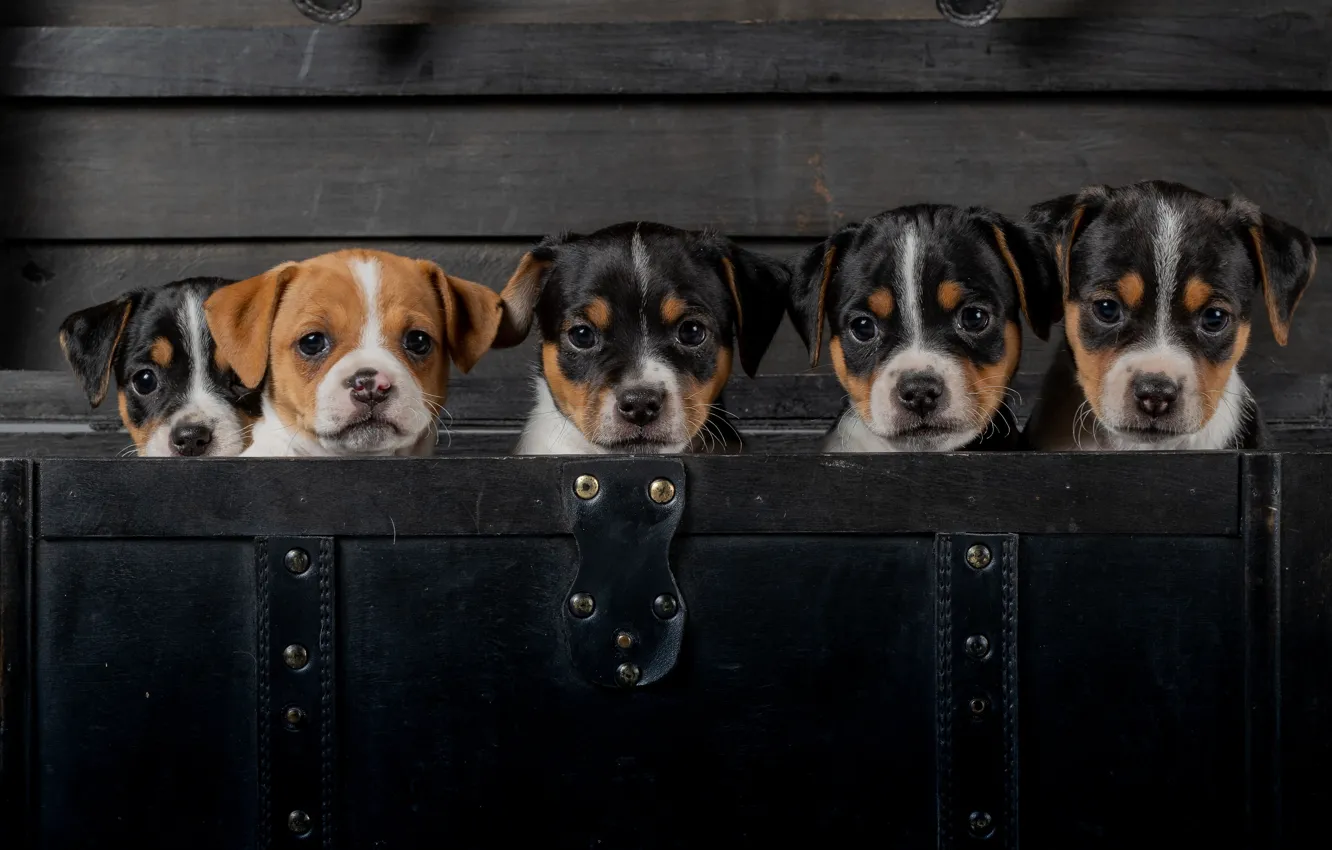 Фото обои щенки, малыши, мордашки, Датско-шведская фермерская собака, пёсики