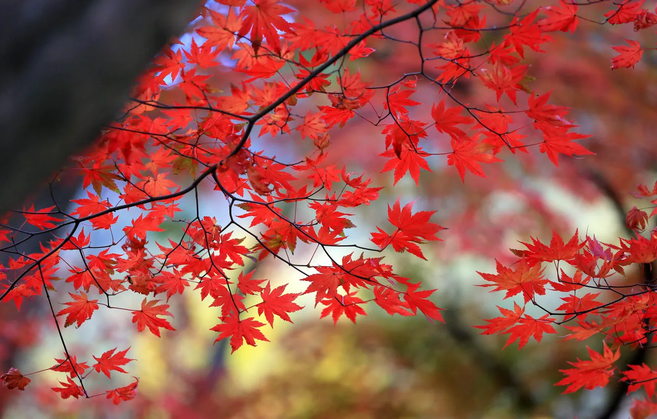 Фото обои осень, листья, дерево, ветка, клен, багрянец