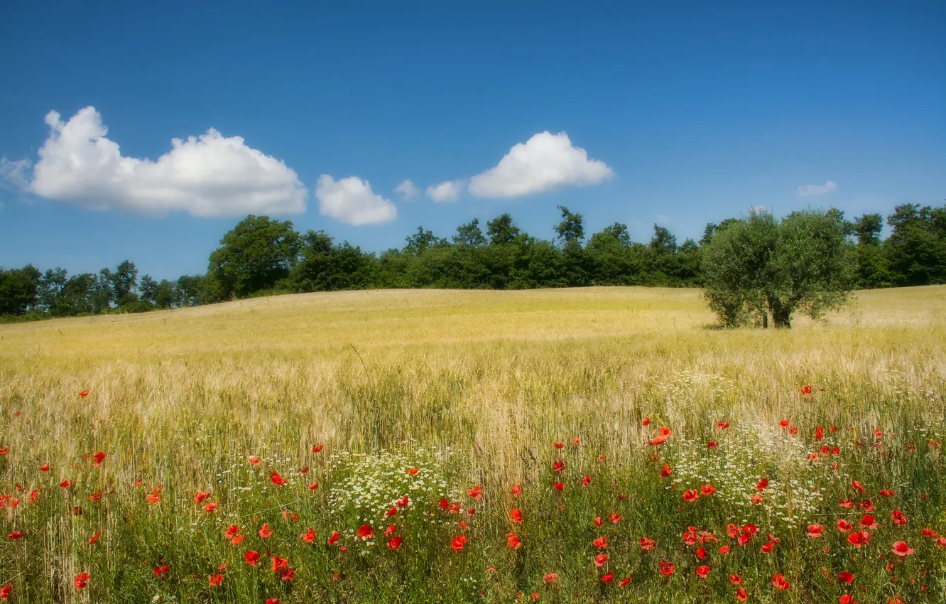 Фото обои поле, деревья, цветы, маки, Италия, Кампанья