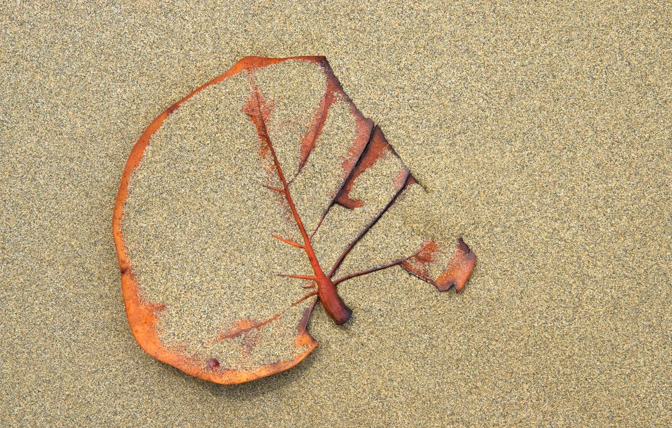 Фото обои песок, лист, фон, сухой