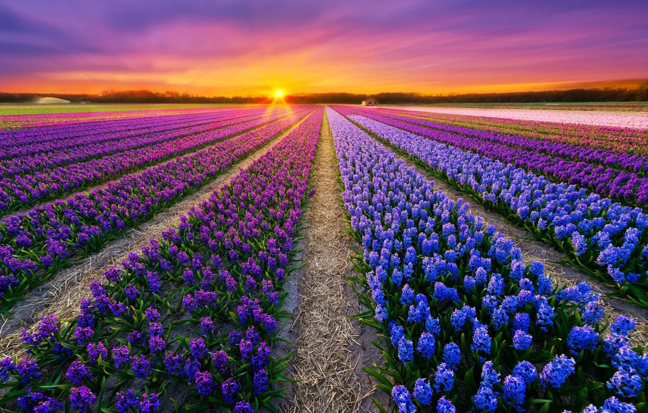 Фото обои поле, небо, солнце, закат, цветы, весна, даль, фиолетовые