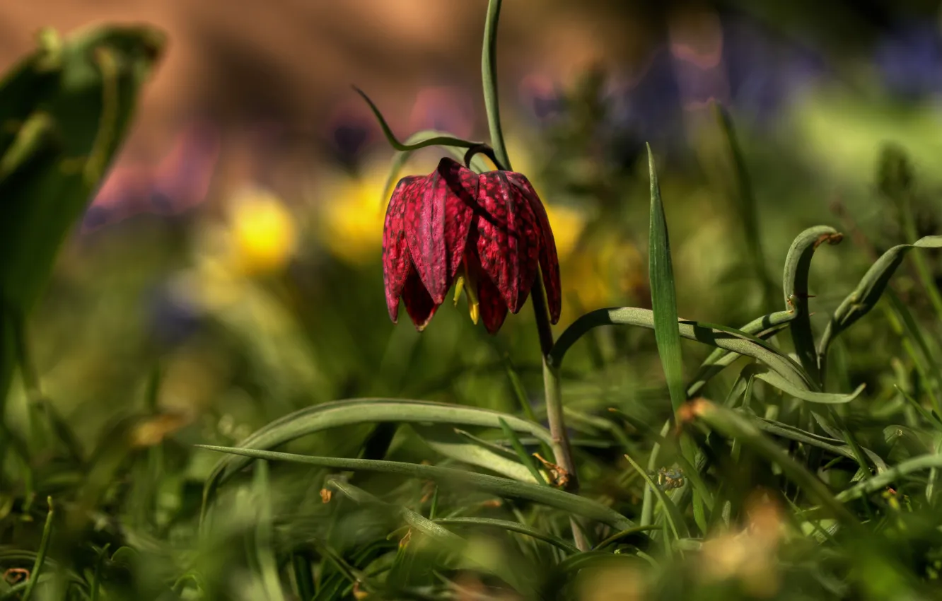 Фото обои зелень, лето, трава, цветы, весна, бутоны, лесной, Рябчик шахматный
