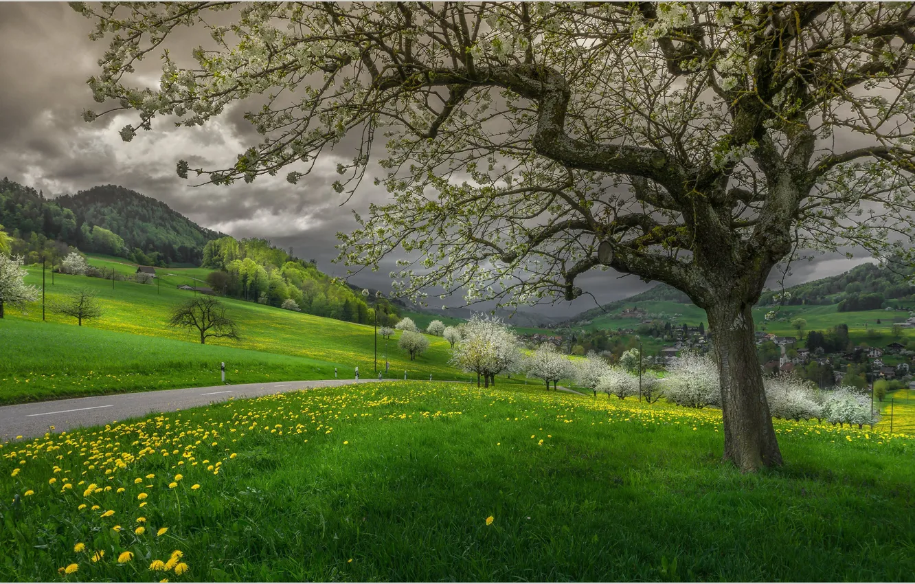 Фото обои трава, облака, весна, Швейцария