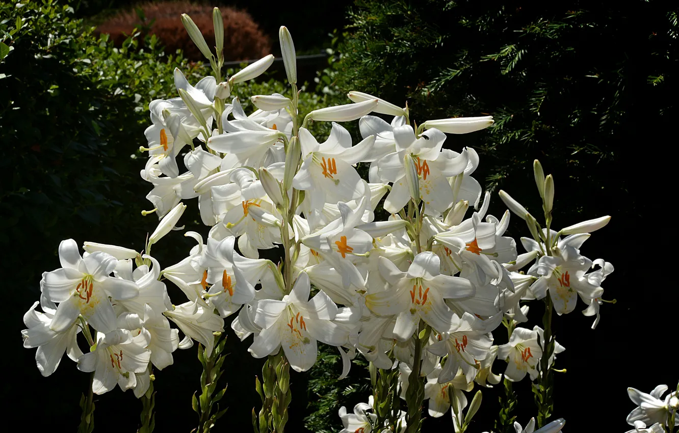 Фото обои Лилии, White lily, Белые лилии