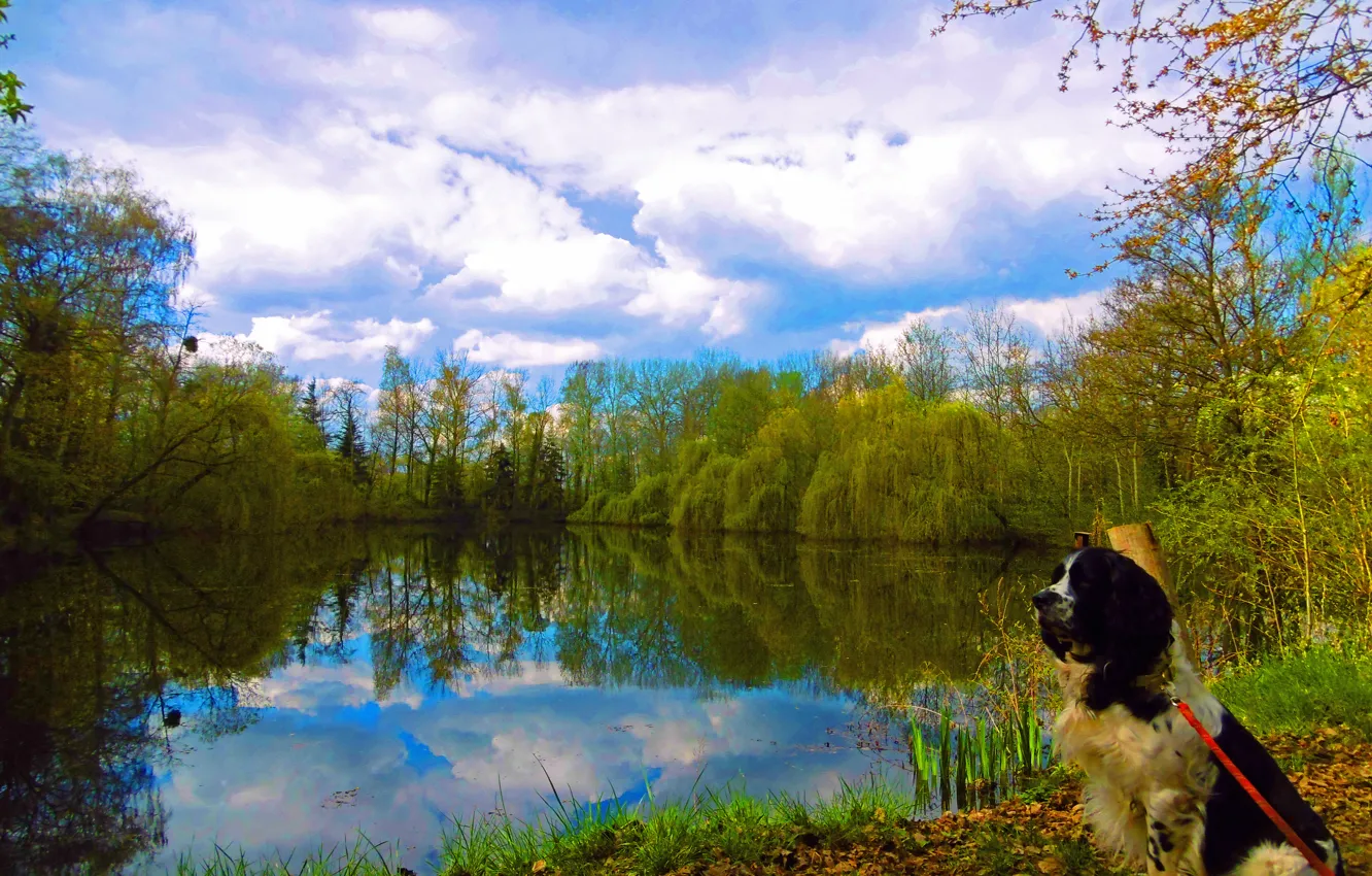 Фото обои осень, облака, отражения, озеро, листва, собака, trees, dog