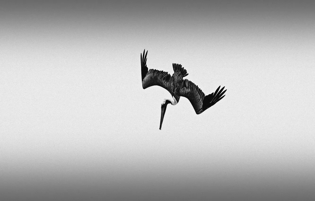 Фото обои полет, атака, рыбалка, крылья, клюв, пеликан