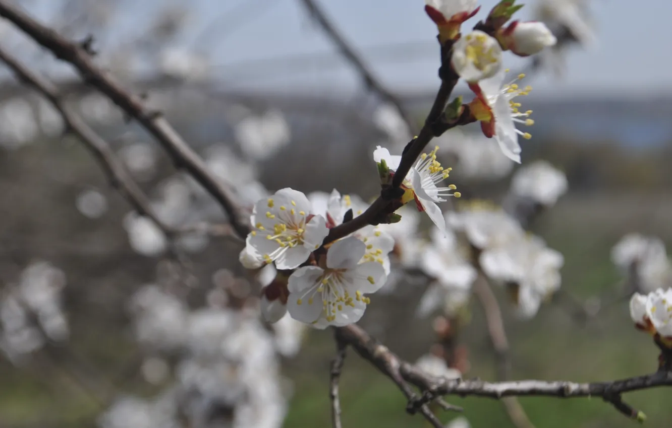 Фото обои белый, цветы, весна, вишневая веточка, макро flowers природа