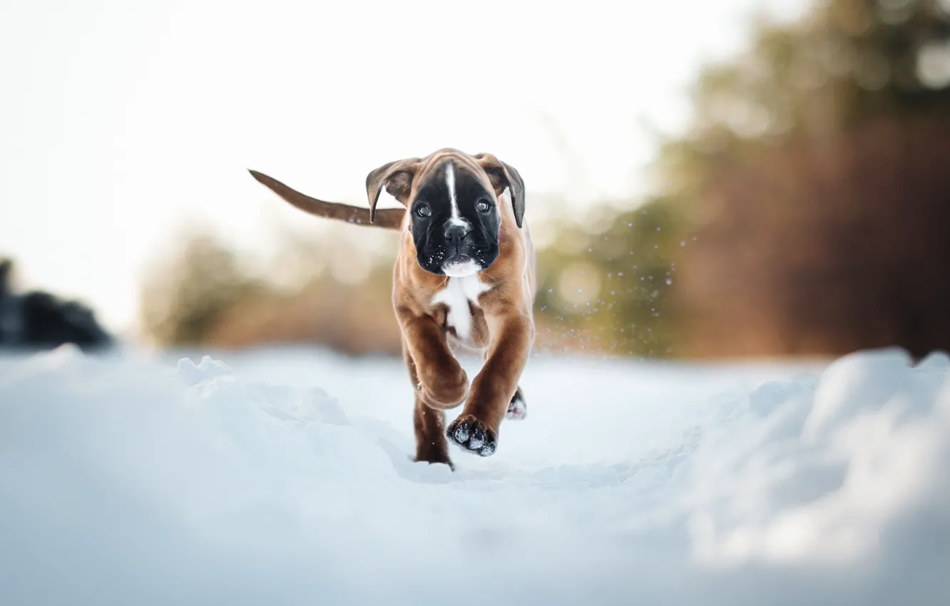 Фото обои зима, снег, собака, щенок, прогулка, Боксёр