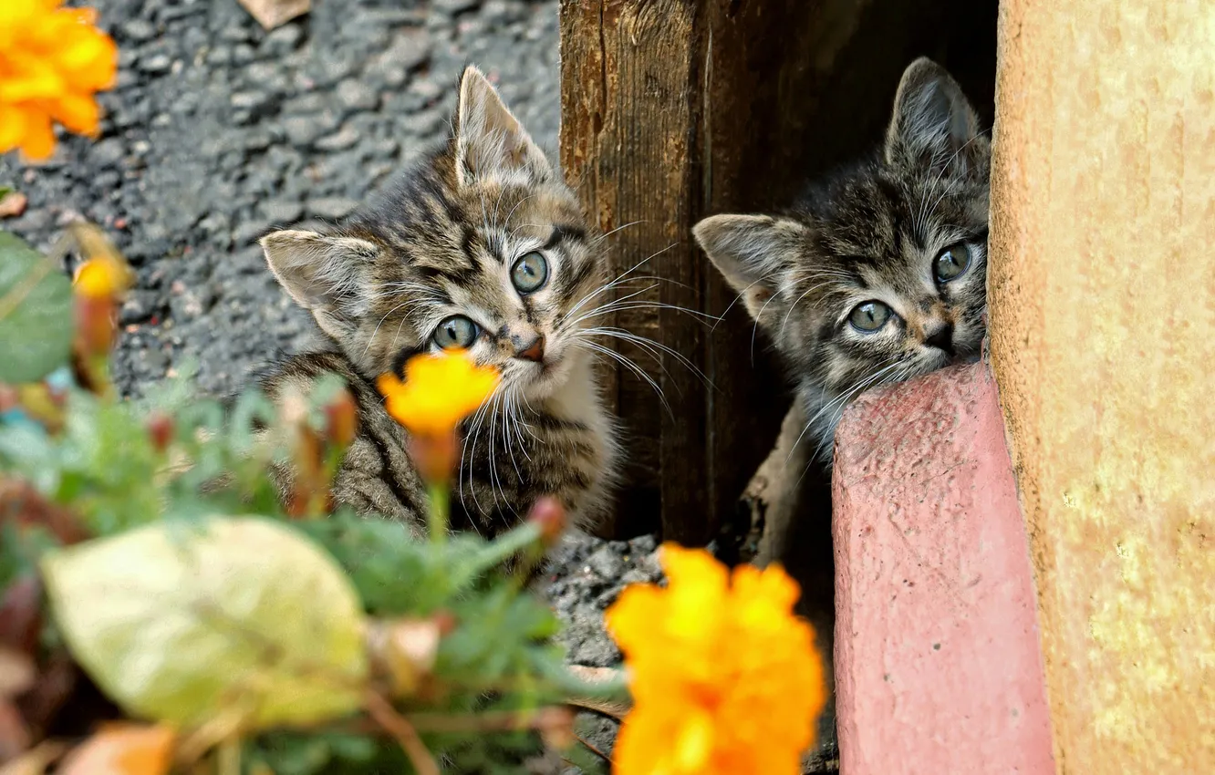 Фото обои взгляд, кошки, цветы, поза, котенок, стена, сад, дверь