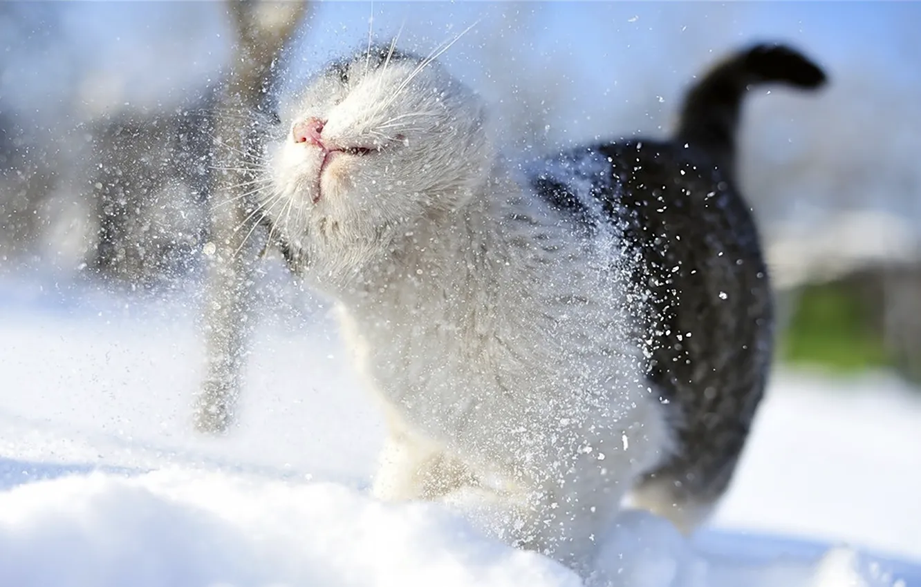 Фото обои кот, усы, снег, снежный, лапы, размытость, хвост, душ