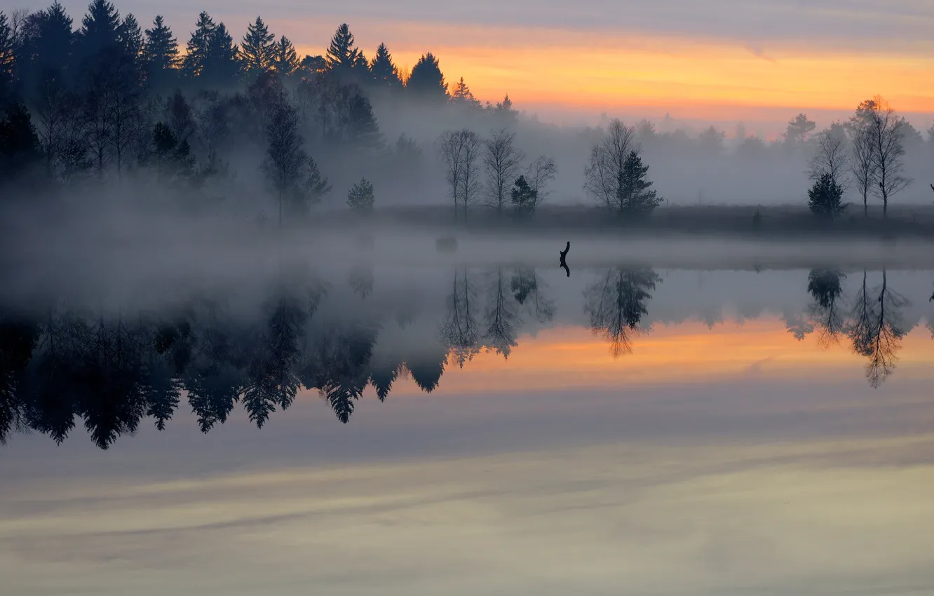 Фото обои лес, туман, озеро, пруд, гладь, рассвет, утро