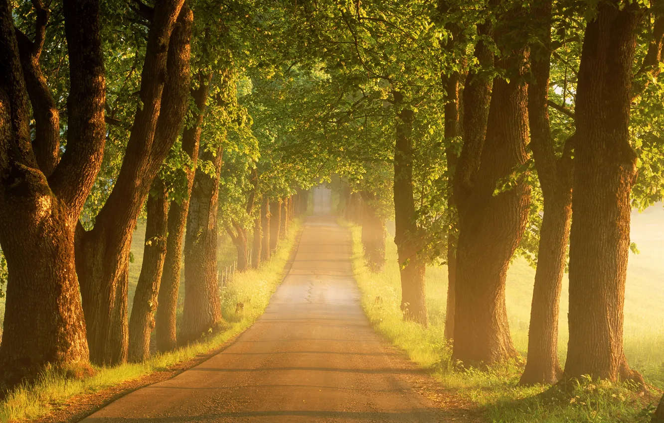 Фото обои дорога, лето, деревья, туман, восход, утро, Швеция