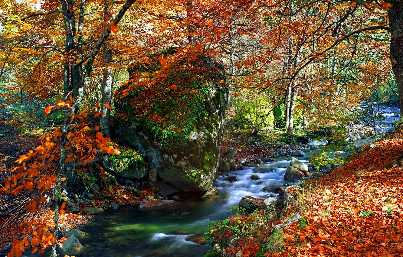 Фото обои осень, лес, листья, деревья, парк, река, colorful, forest