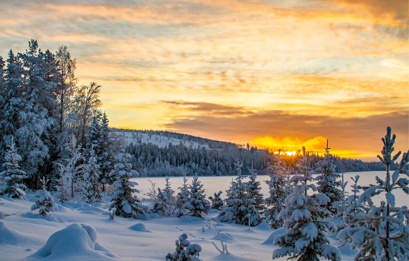 Фото обои зима, лес, закат, вечер, Швеция