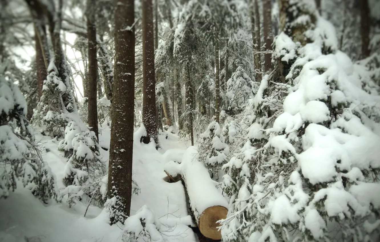 Фото обои Зима, Снег, Лес, Тропа, Мороз, Winter, Snow, Forest