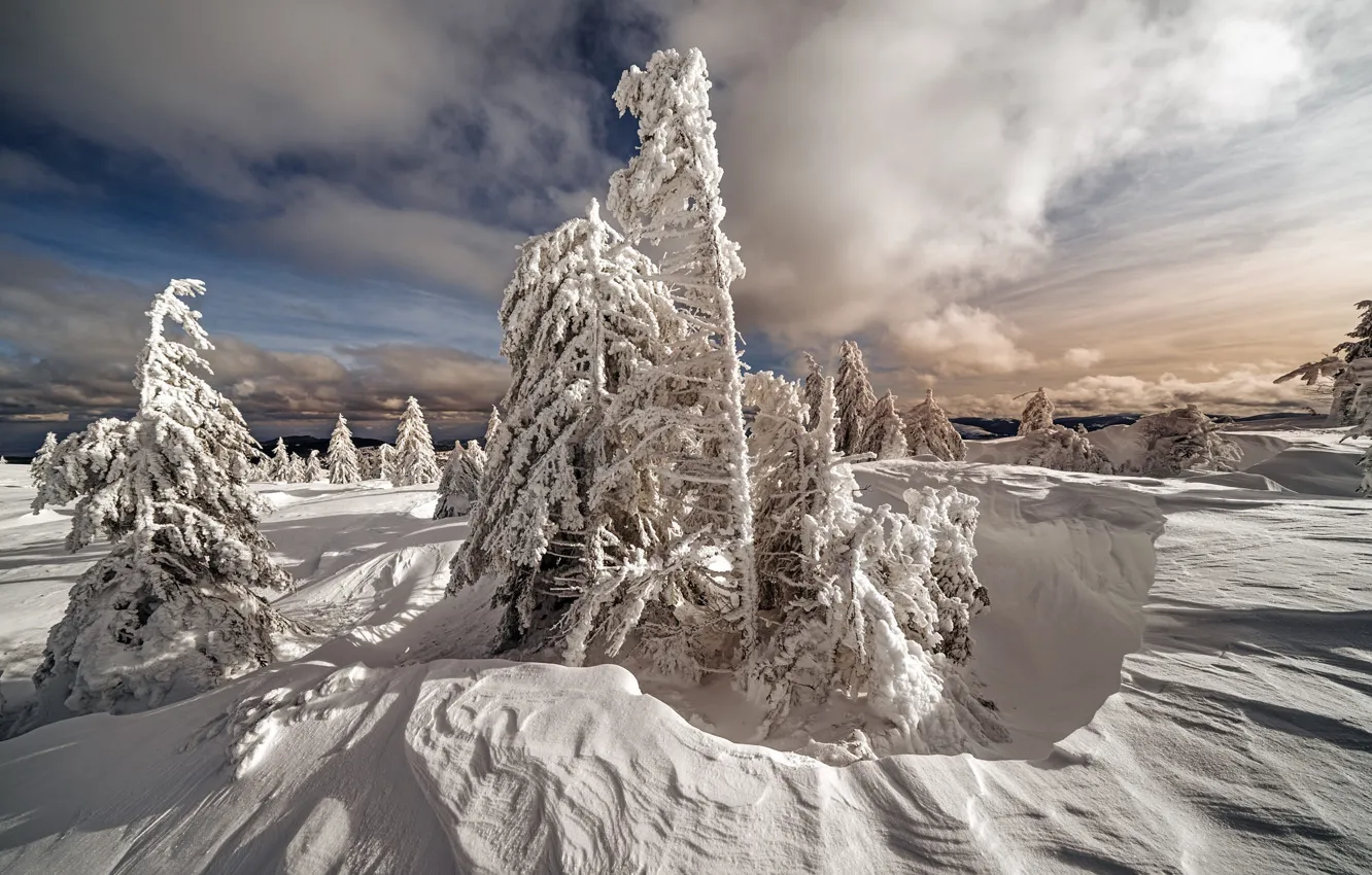 Фото обои зима, иней, лес, небо, облака, снег, природа, в снегу