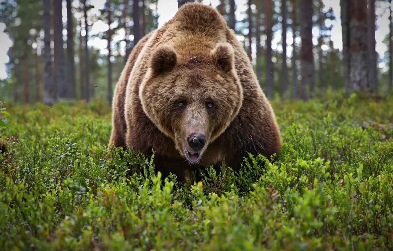 Фото обои лес, взгляд, морда, медведь, зверь, Топтыгин, Александр Перов