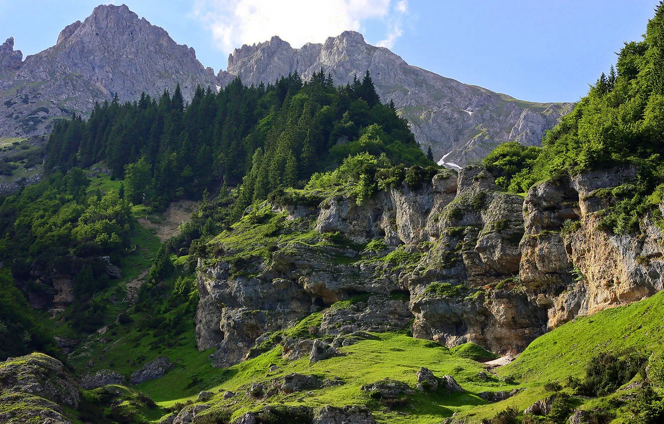 Фото обои зелень, деревья, горы, камни, скалы, мох, склон