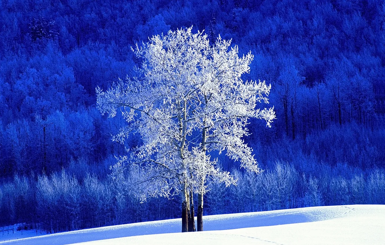 Фото обои Зима, Снег, Лес, Канада, Canada, Winter, Snow, Британская Колумбия