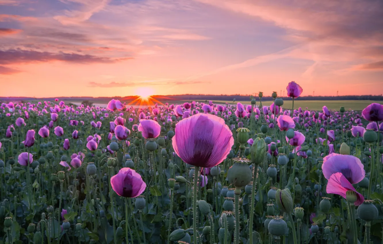 Фото обои поле, закат, цветы, маки, Германия, маковое поле