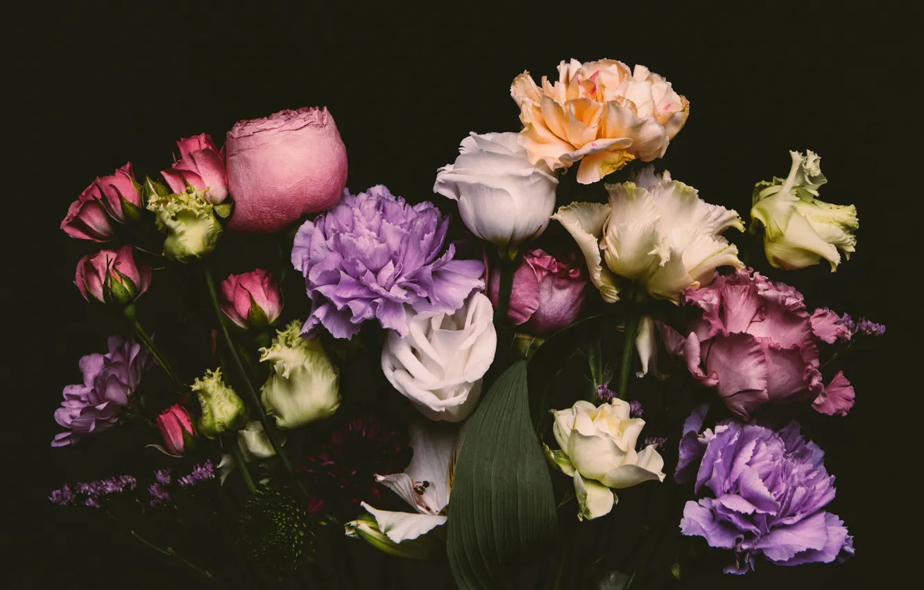 Фото обои цветы, розы, colorful, черный фон, black, flowers, background, roses