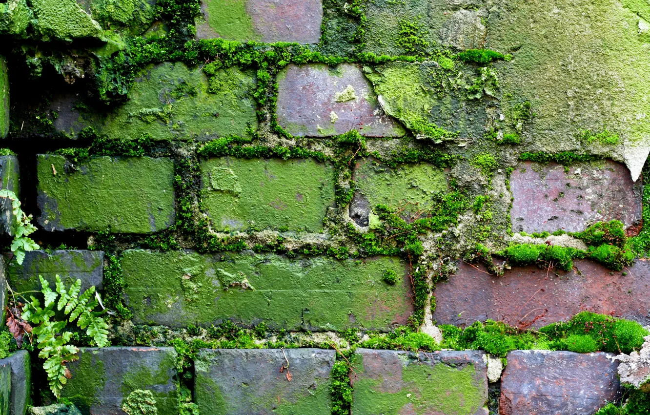 Фото обои wall, pattern, brick, moss