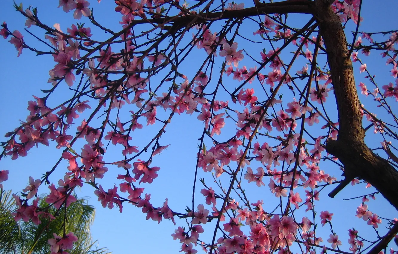 Фото обои дерево, весна, цветение, trees, Spring, blossoms, flowering