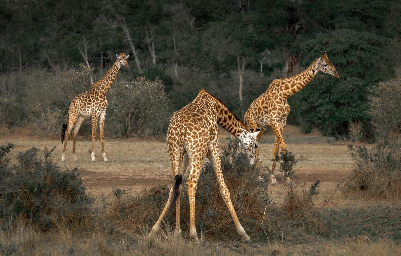 Фото обои природа, жираф, саванна, африка