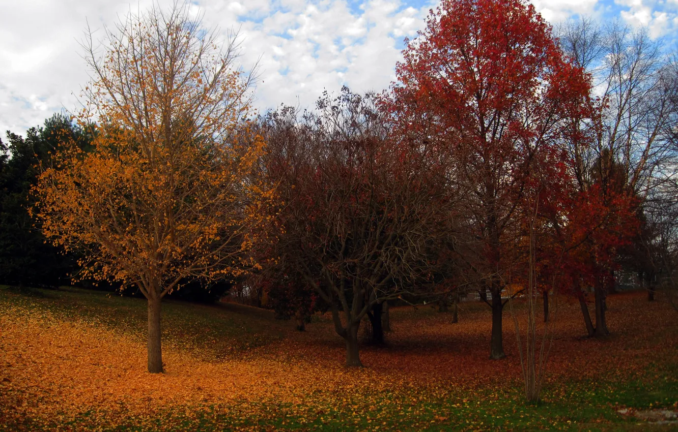 Фото обои осень, деревья, листва, colors, trees, leaves, Autumn fall