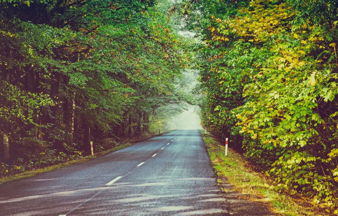 Фото обои дорога, лес, листья, солнце, деревья, туман, листва, тени
