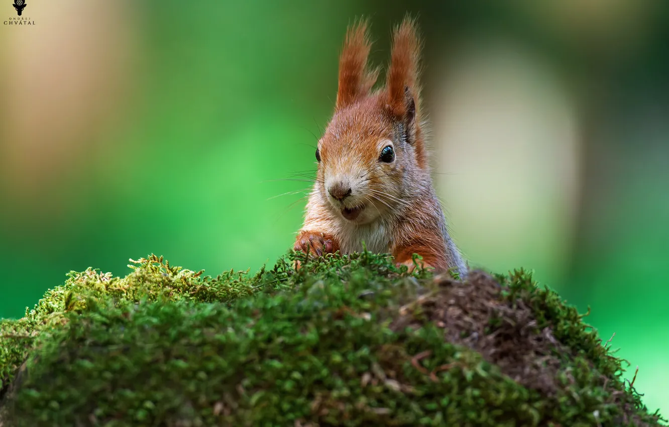 белочка с орешками. мха белок. мха белок. мха белок. мох и животные.