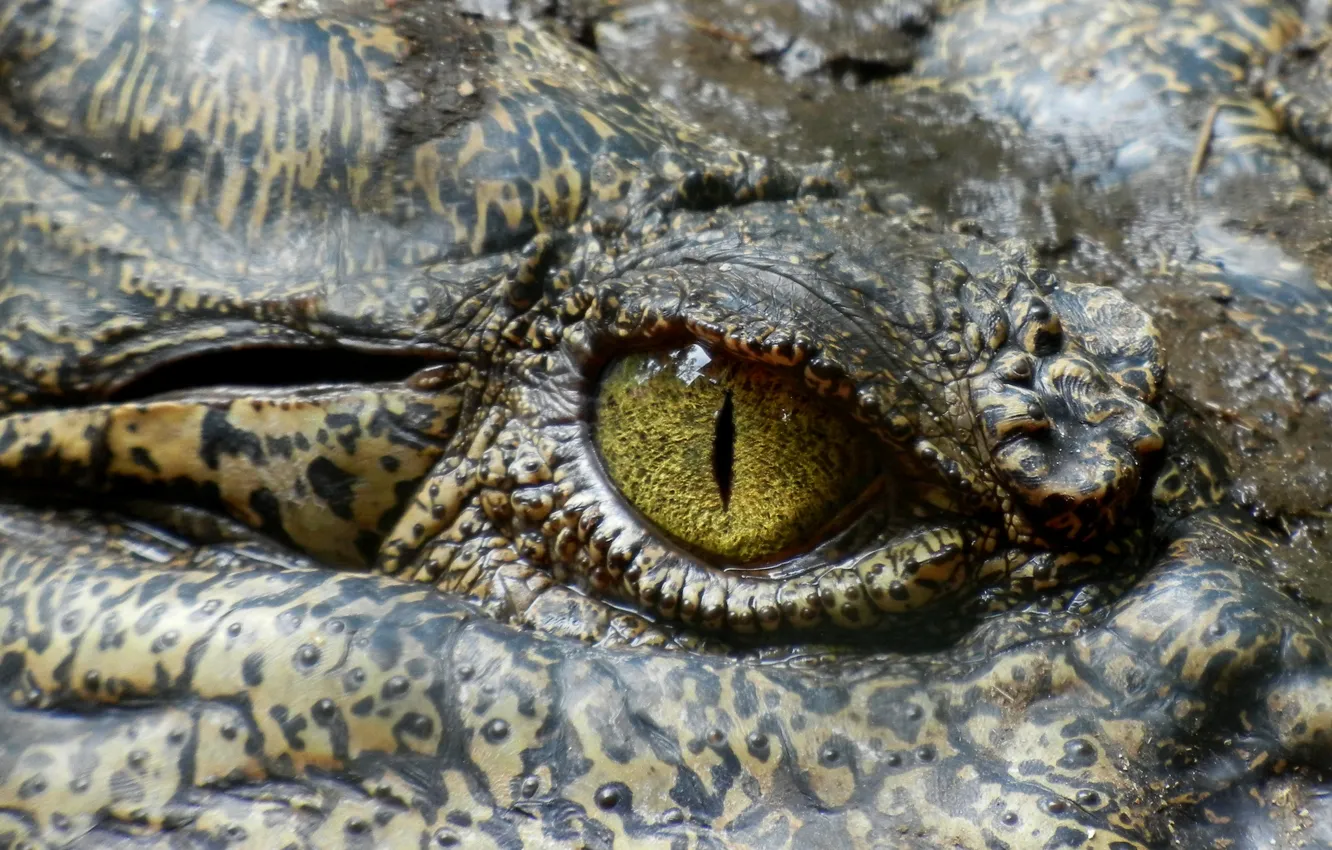 Фото обои Глаз, Австралия, Хищник, Крокодил, Рептилия, Australia, Животное, Crocodile