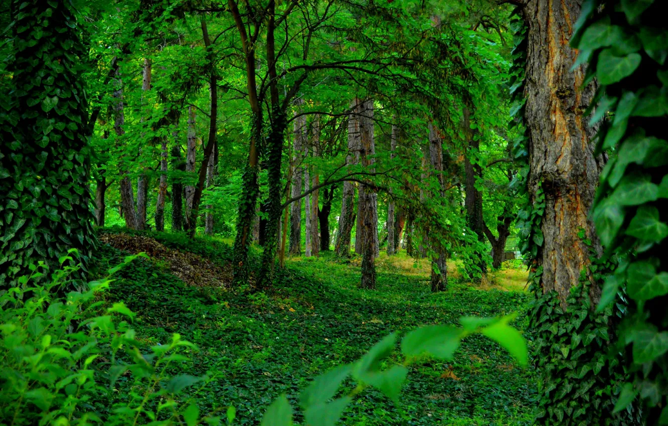 Фото обои Зелень, Деревья, Лес, Green, Forest, Trees