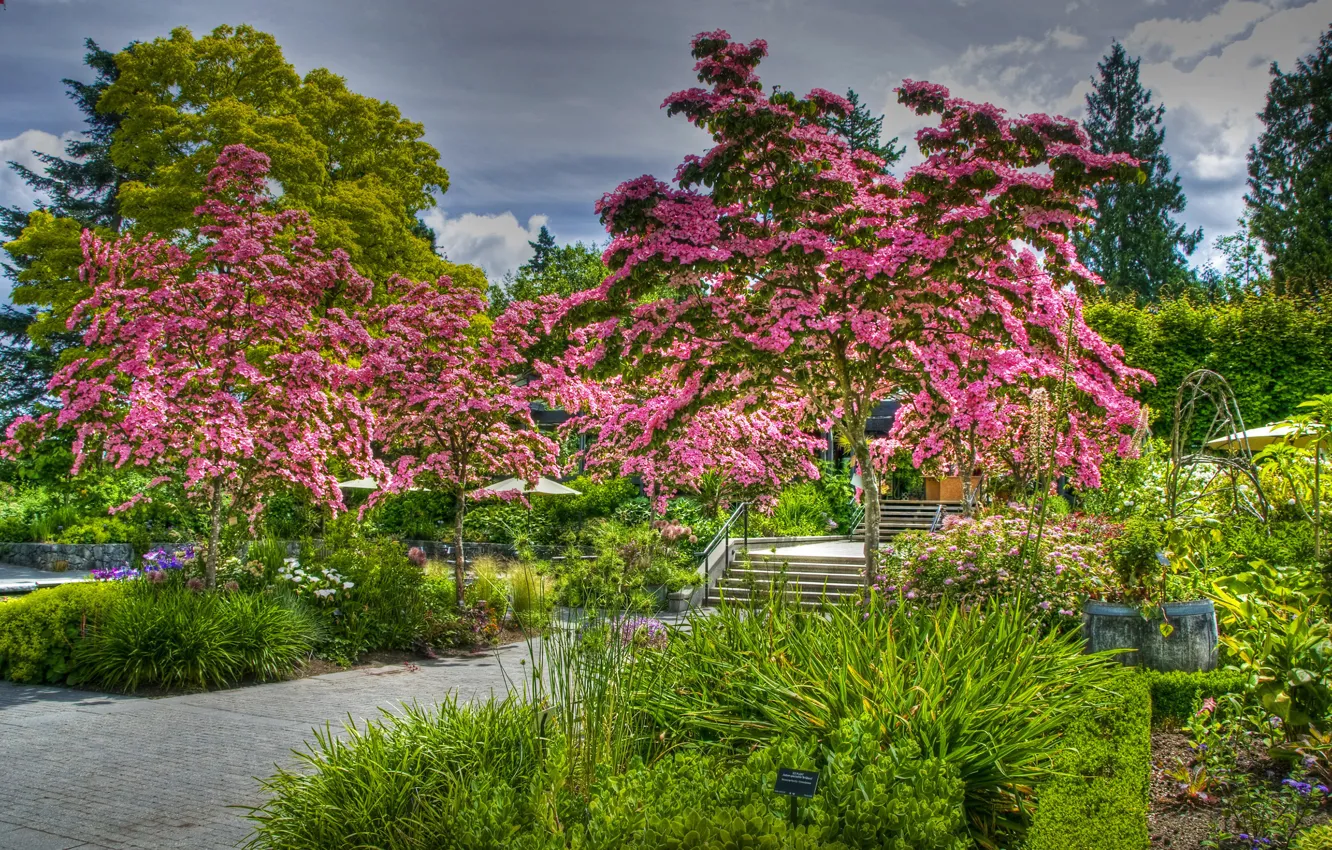 Фото обои HDR, сад, сакура, Канада, Ванкувер, trees, beautiful, цветущие деревья