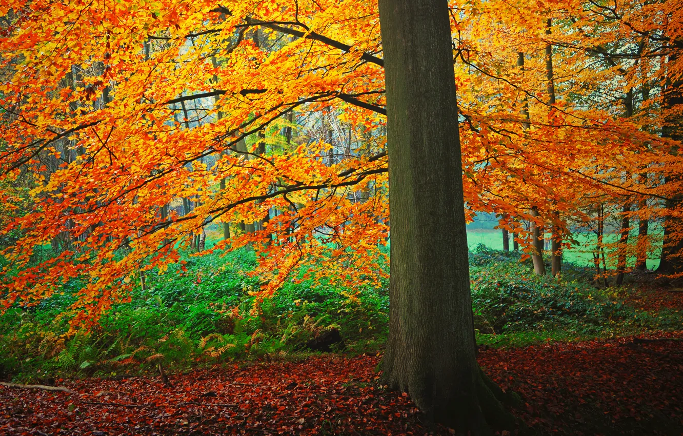 Фото обои осень, лес, листья, дерево, кусты