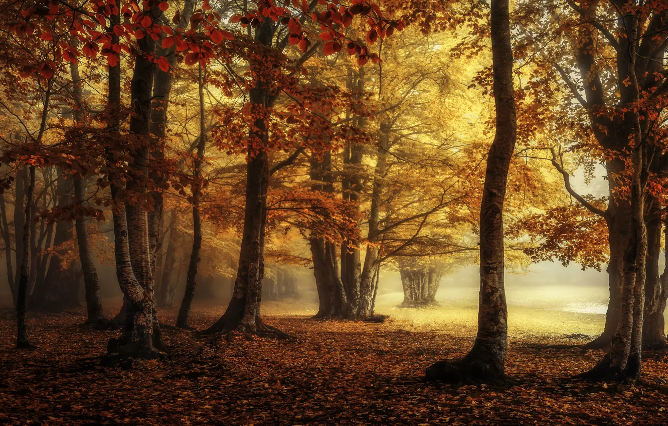 Фото обои осень, лес, туман, парк, листва, краски осени, золотая осень, багрянец