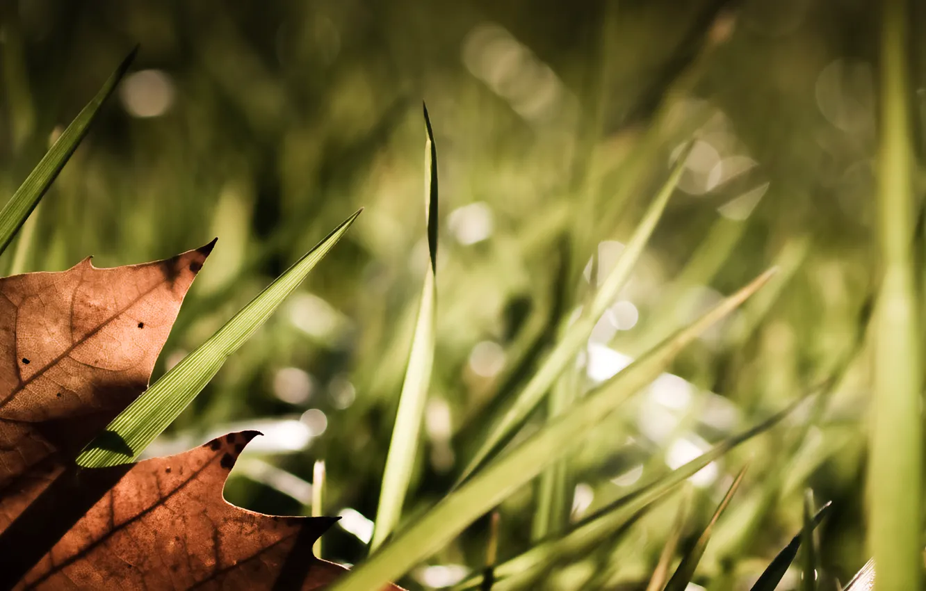 Фото обои трава, свет, лист