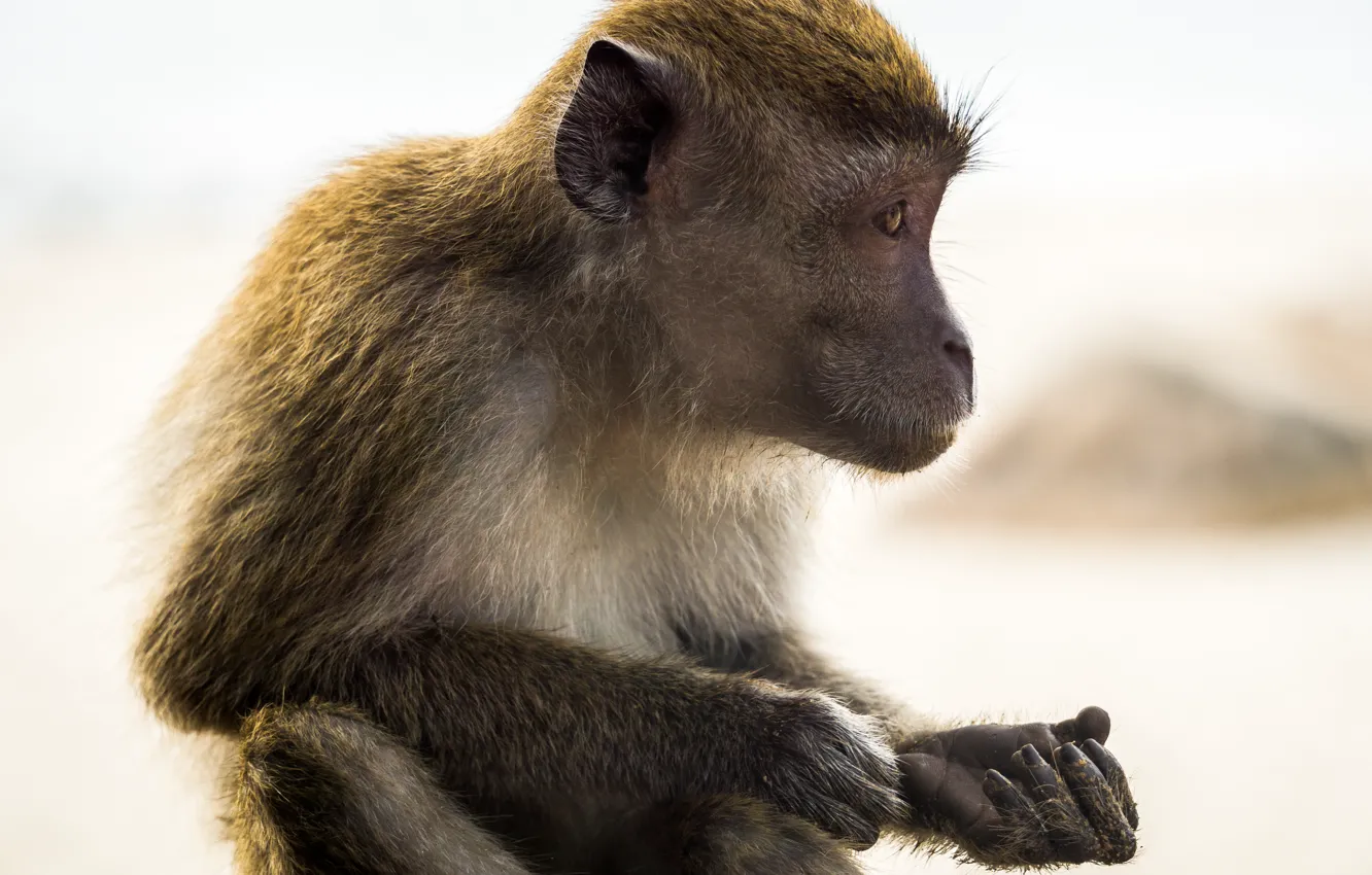 Фото обои monkey, animal, portrait, mammal, malaysia, kuantan